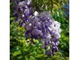 Wisteria sinensis (Glicină)